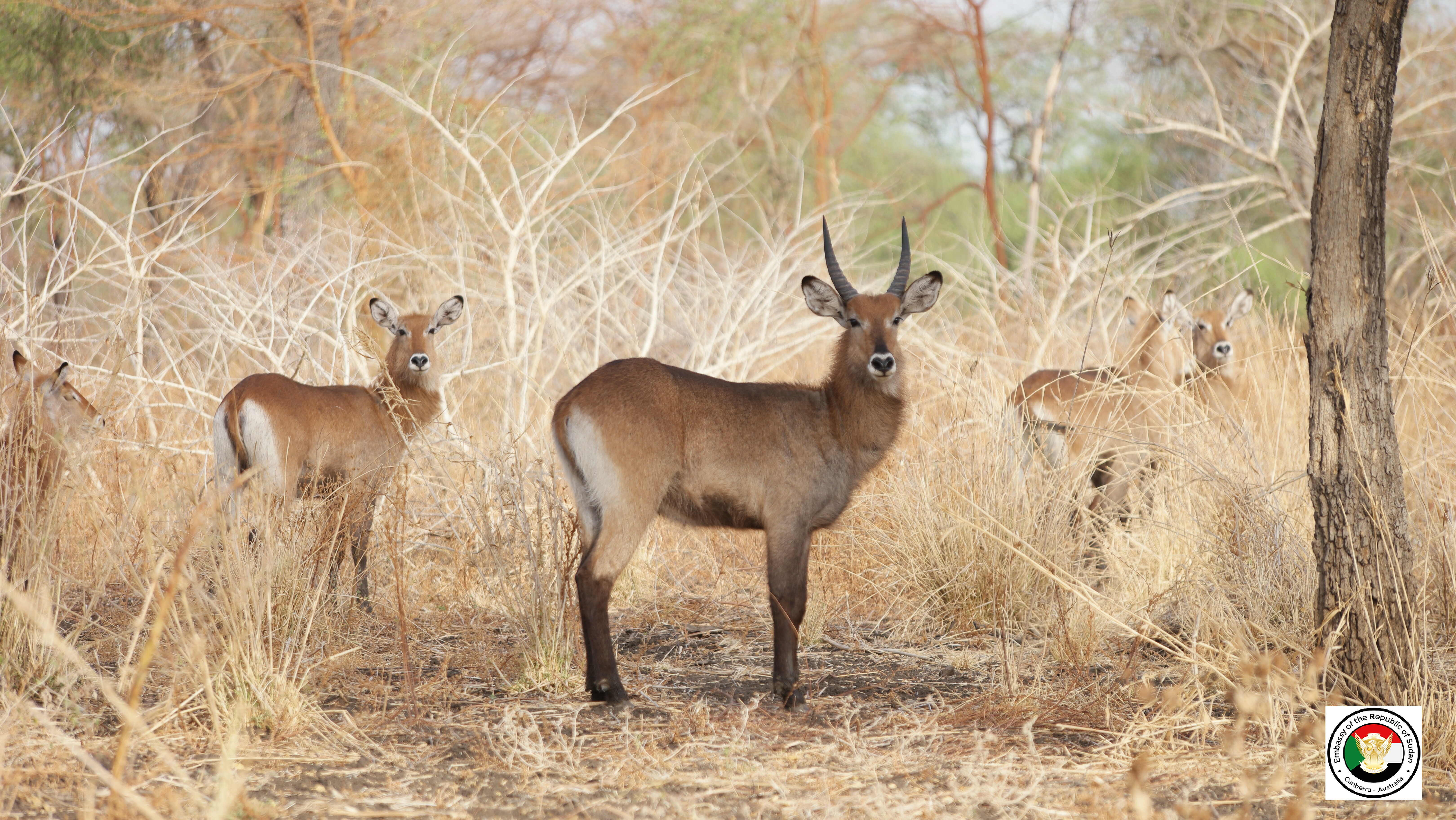 Sudan tourism gallery 29