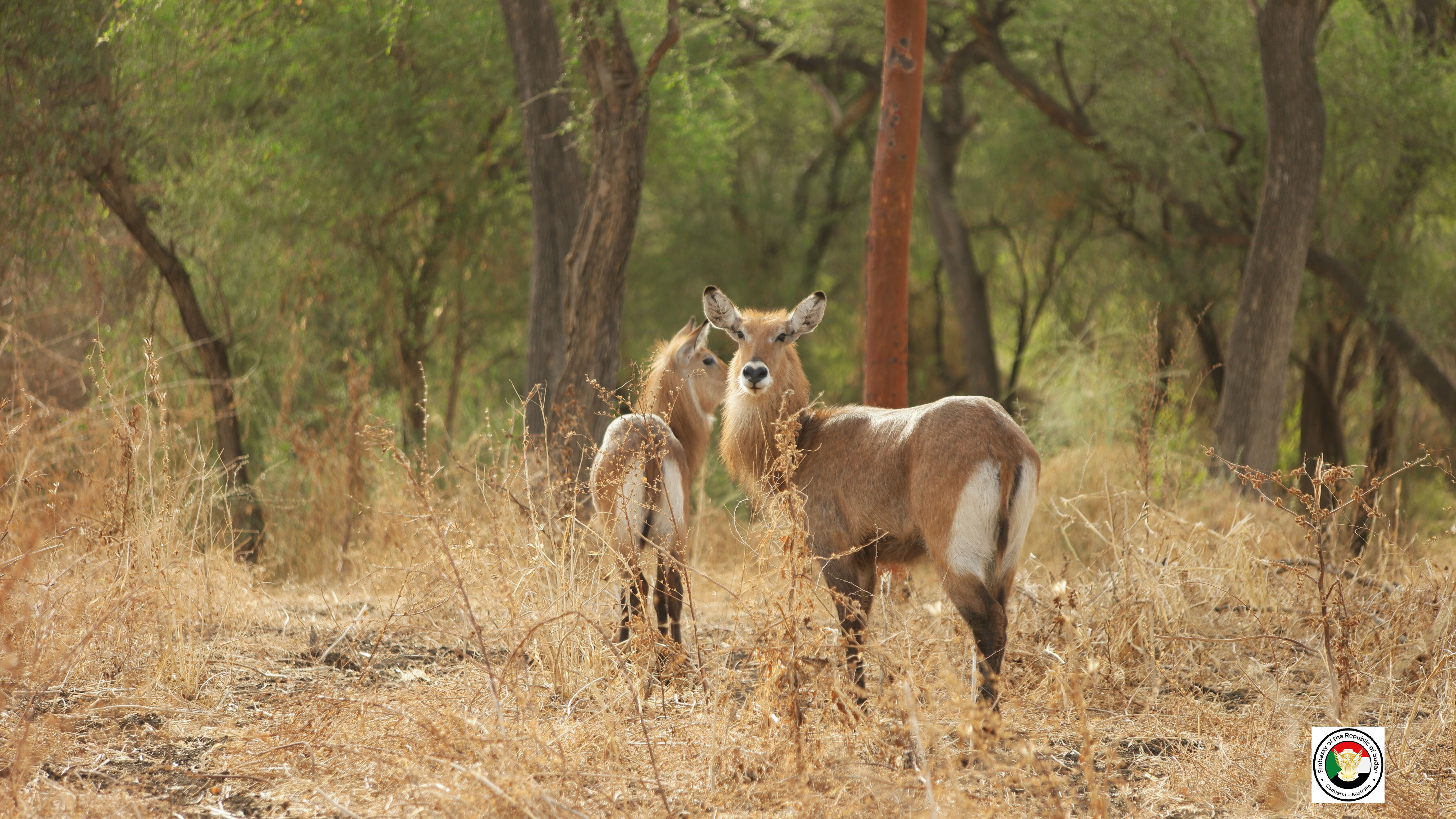 Sudan tourism gallery 30