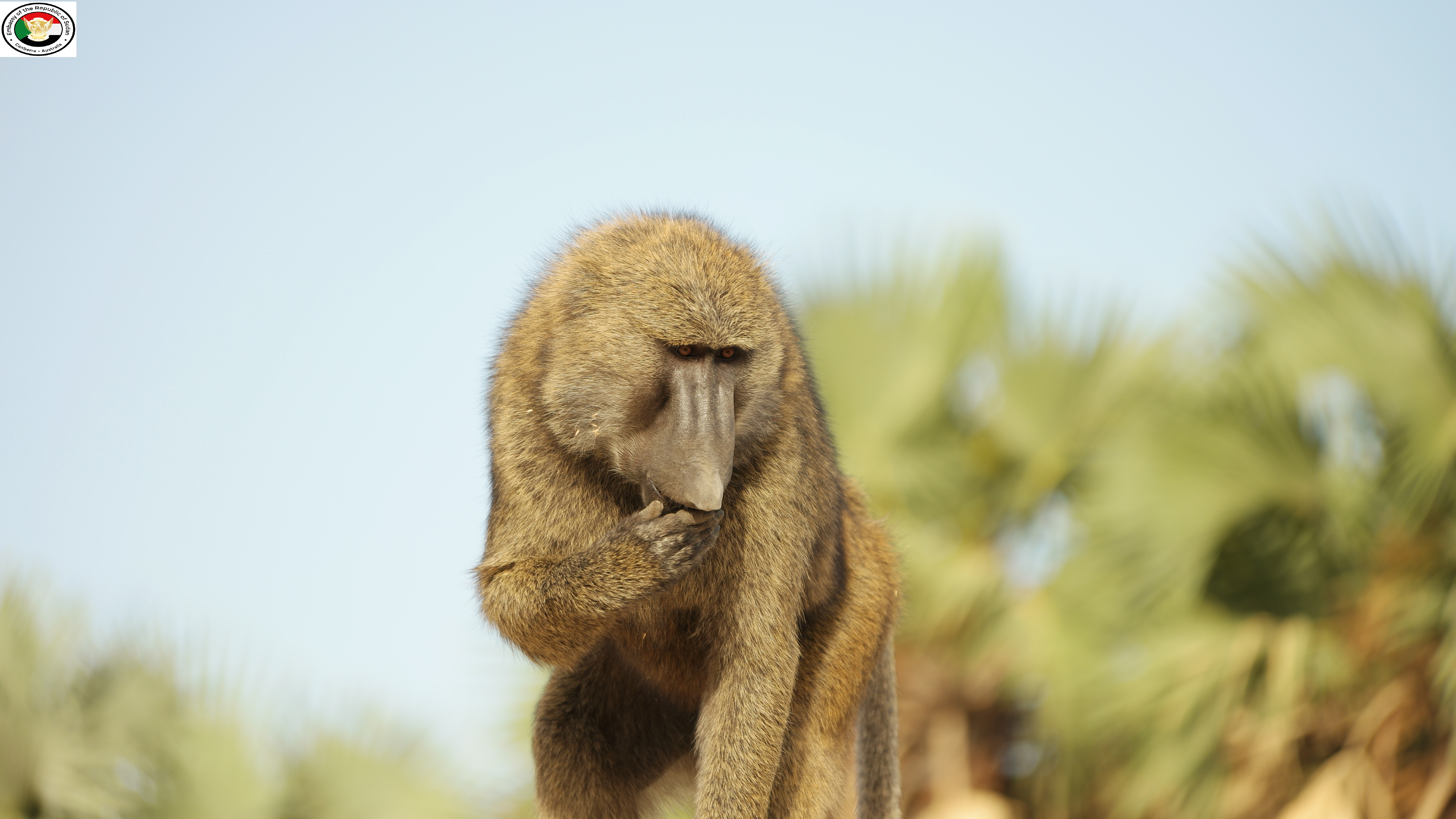 Sudan tourism gallery 32