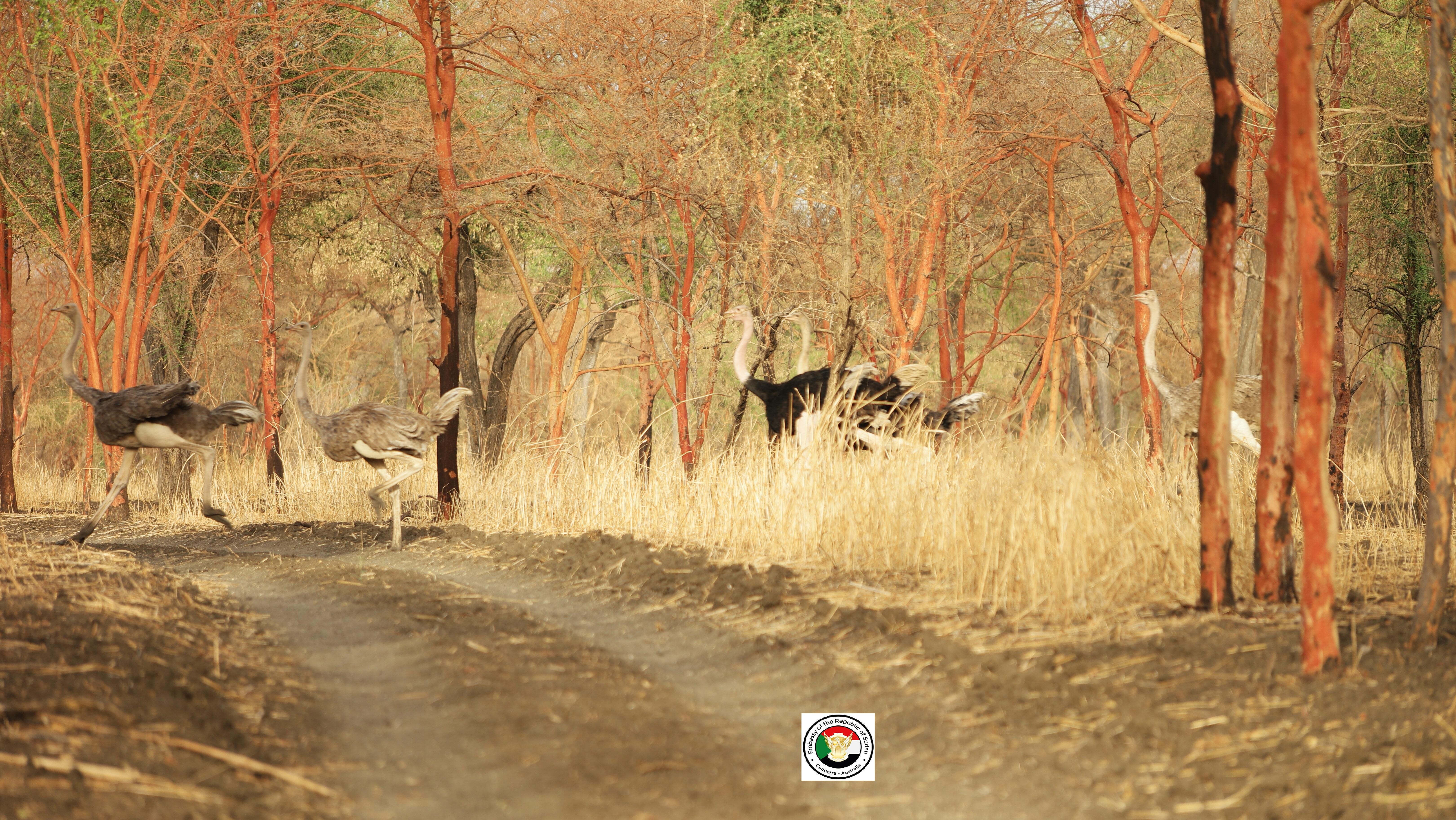 Sudan tourism gallery 33