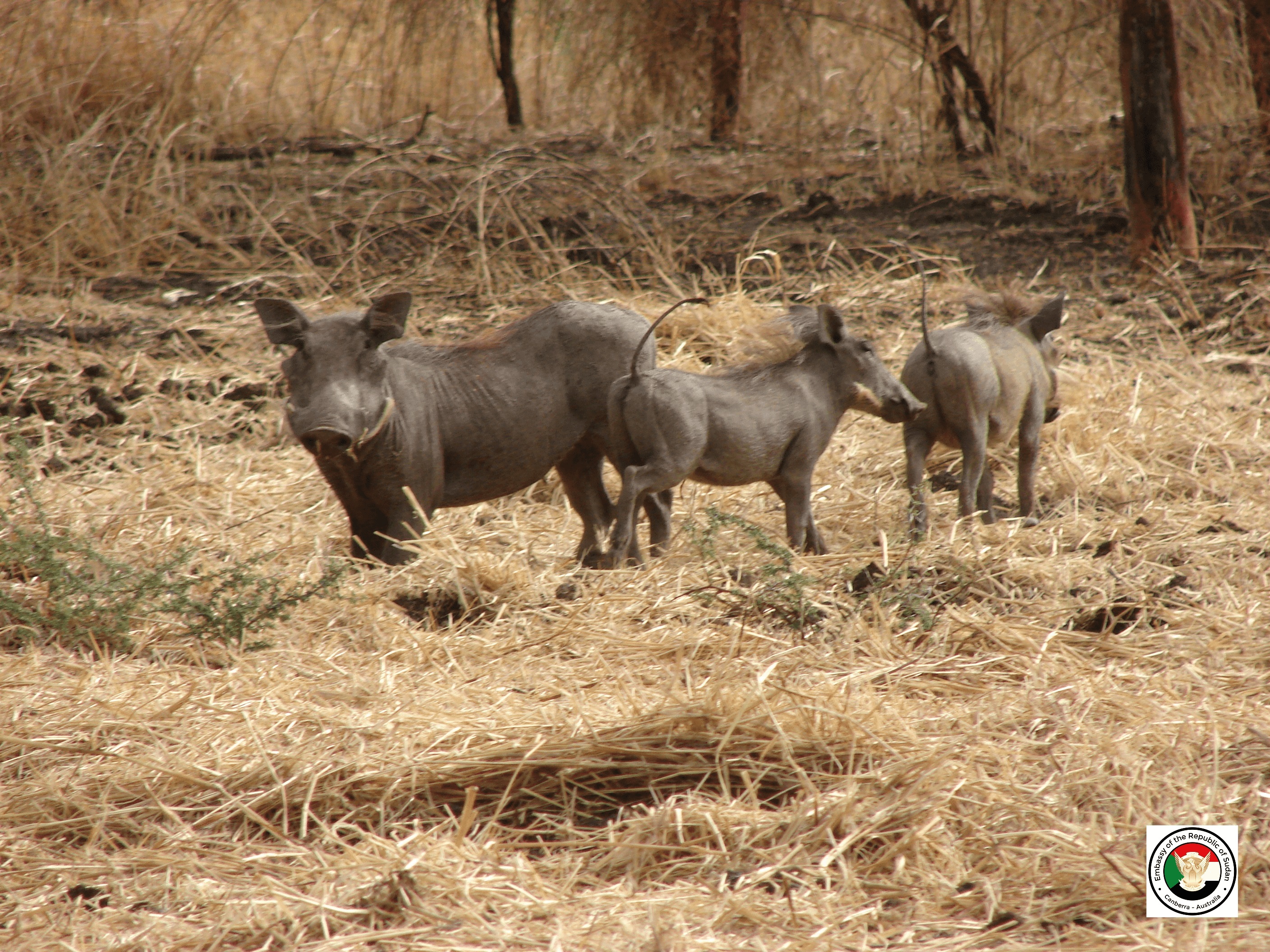 Sudan tourism gallery 35